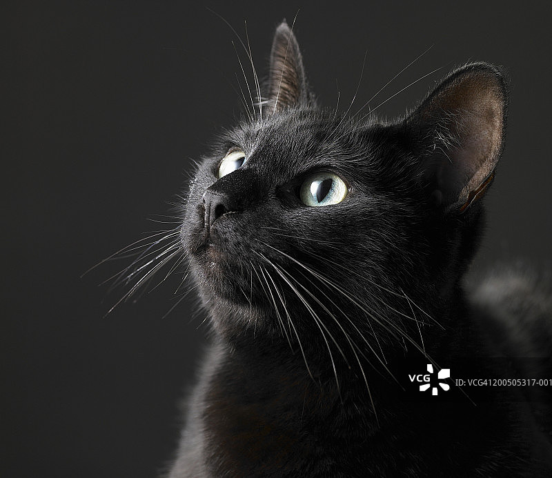 黑色背景上的黑猫特写图片素材