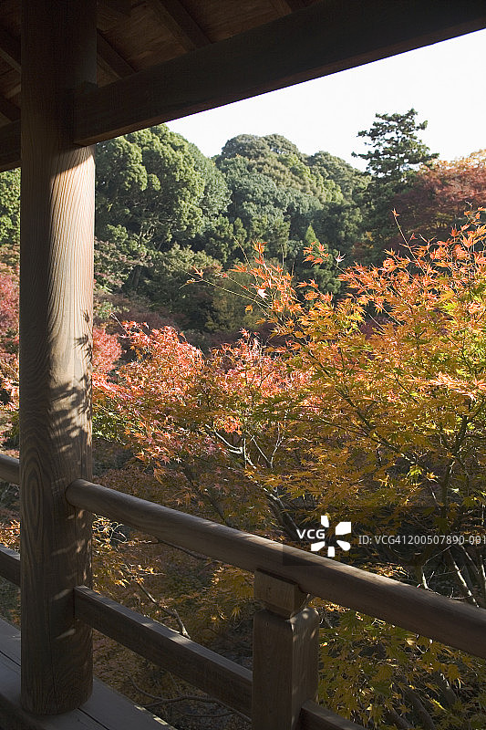 日本京都东福寺通天桥秋叶美景图片素材
