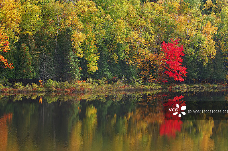 倒映着秋树的森林湖泊图片素材