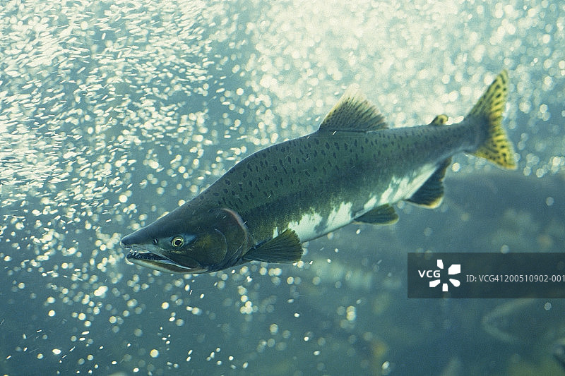 水下拍摄的秋鲑鱼（Oncorhynchus keta）特写图片素材