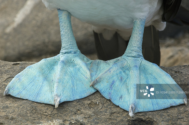 蓝脚鲣鸟足部特写图片素材