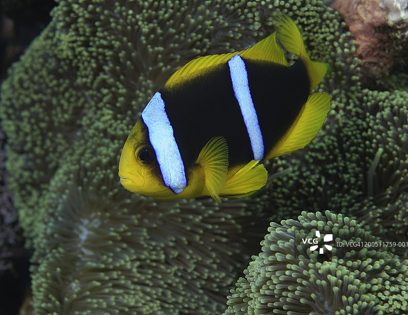 斐济瓦努阿列vu岛，阿拉德海葵鱼图片素材