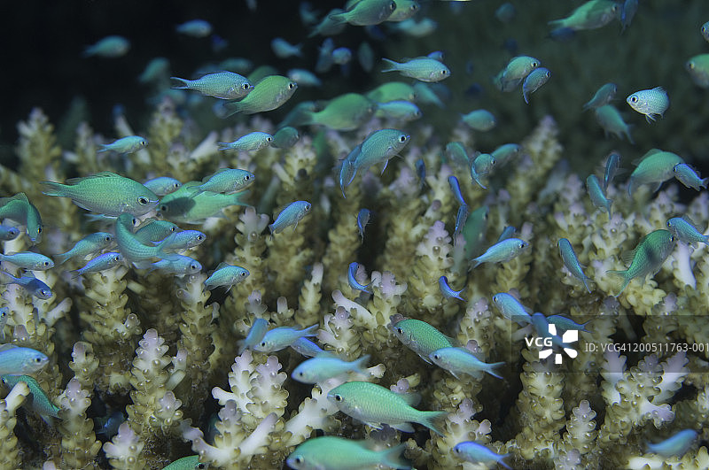 斐济瓦努阿莱武岛，硬珊瑚旁雀鲷鱼群图片素材