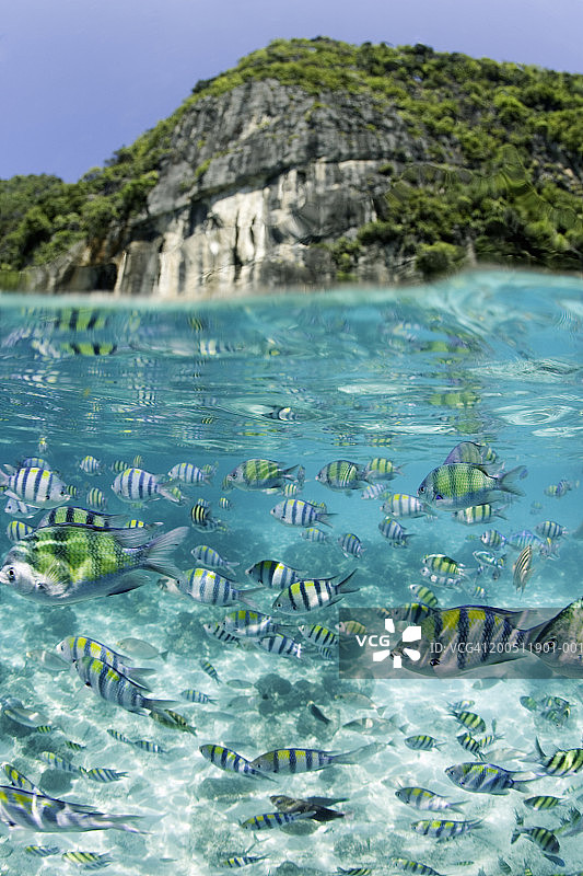 印度洋-太平洋军士鱼群（五带豆娘鱼），水面景观图片素材