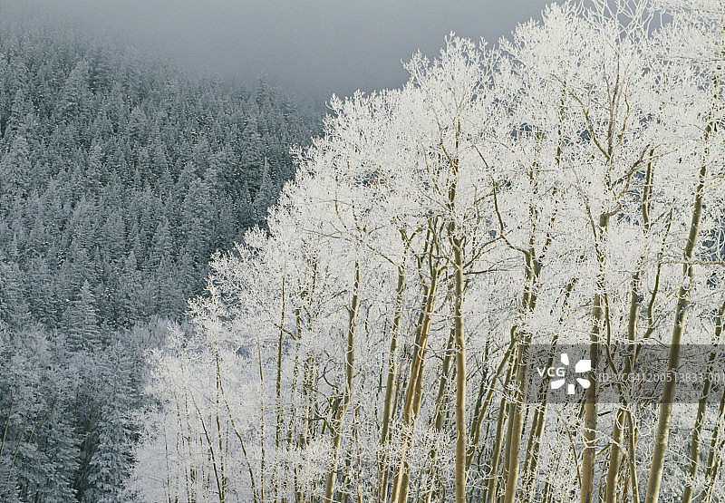 美国新墨西哥州：黄昏时分覆盖冰霜的美国白杨树图片素材