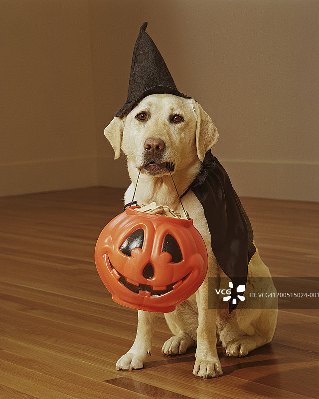 戴着万圣节服装的黄色拉布拉多犬图片素材