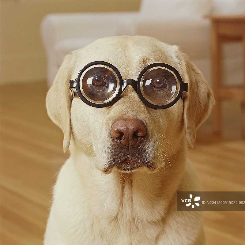 戴着厚眼镜的黄色拉布拉多犬，肖像图片素材