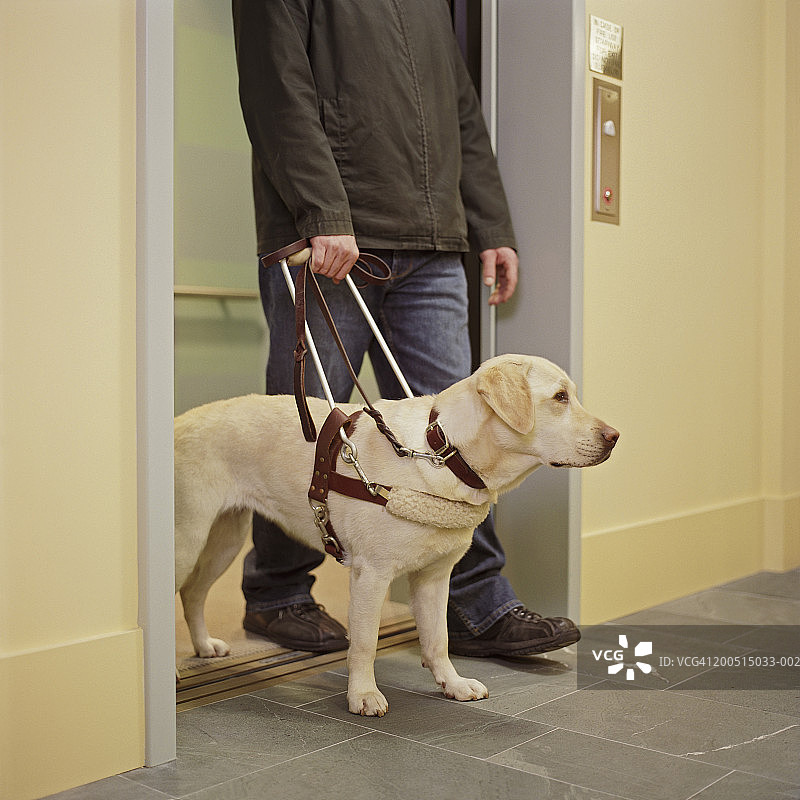 走廊上手牵导盲犬的男人（下半身）图片素材