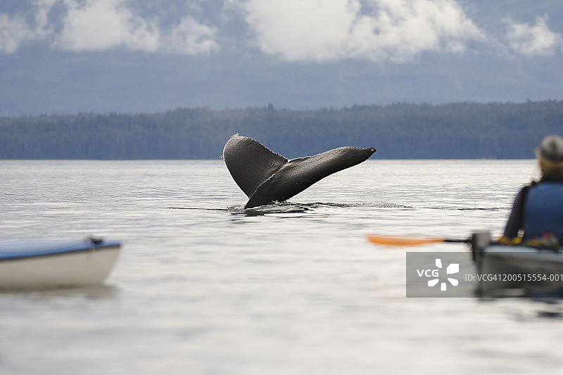 海上皮划艇爱好者观赏座头鲸图片素材