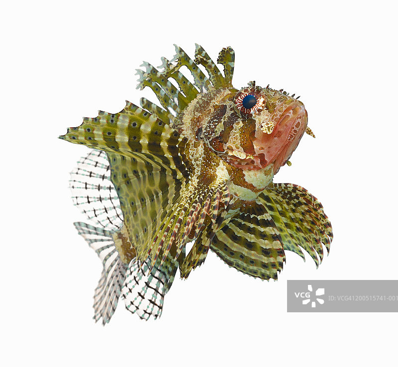 蓑鲉（Dendrochirus zebra）图片素材