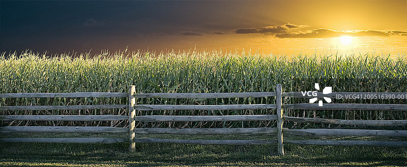 日落时玉米田旁的栅栏图片素材