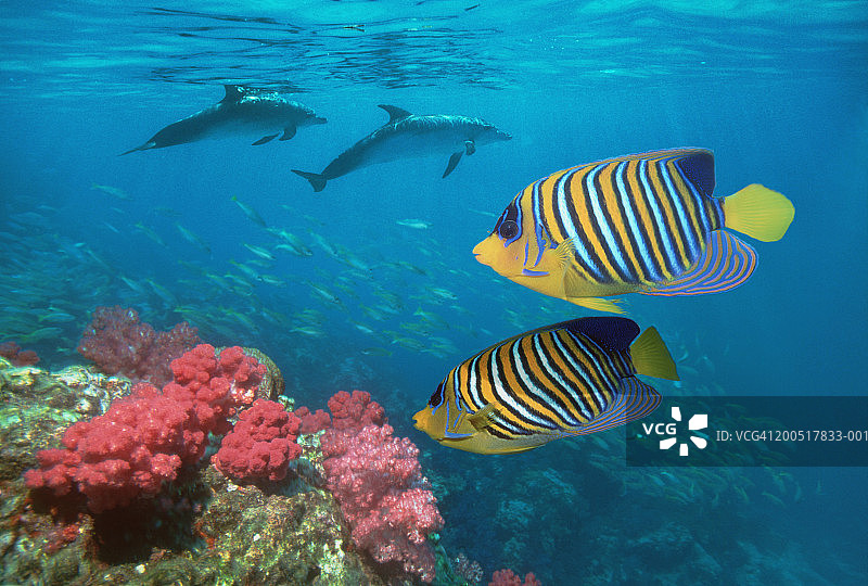 带有海豚的蓝纹神仙鱼侧视图图片素材