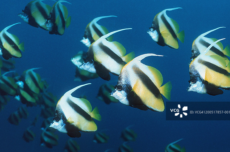 红海镰鱼特写图片素材