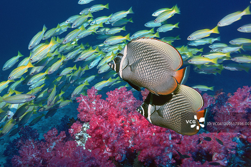 红尾蝴蝶鱼与大眼鲷图片素材