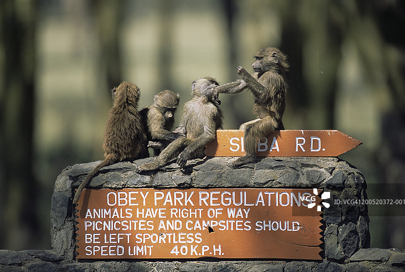 坐在标志杆上的阿拉伯狒狒幼崽图片素材