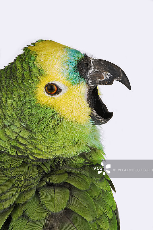 蓝额亚马逊鹦鹉特写图片素材