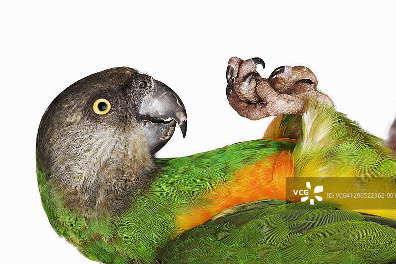 仰卧的塞内加尔鹦鹉（Poicephalus senegalus）特写图片素材