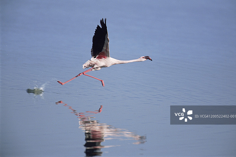 小红鹳起飞侧视图图片素材