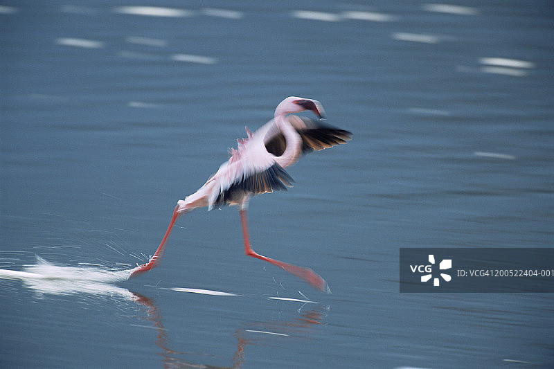 小红鹳侧面降落图片素材