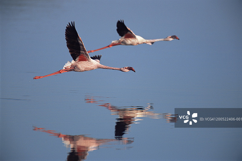 两只小红鹳飞过水面图片素材