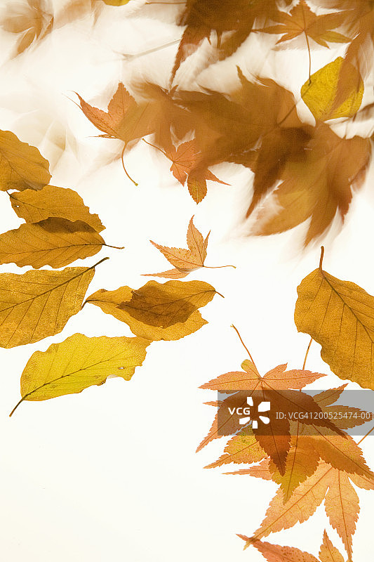 日本枫树和山毛榉树叶飘落特写，秋季图片素材