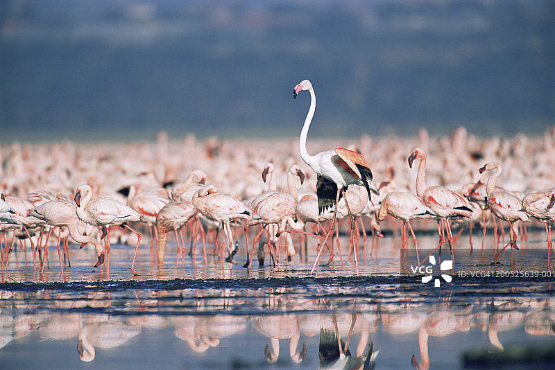 湖中成群的小火烈鸟，其中一只大火烈鸟图片素材