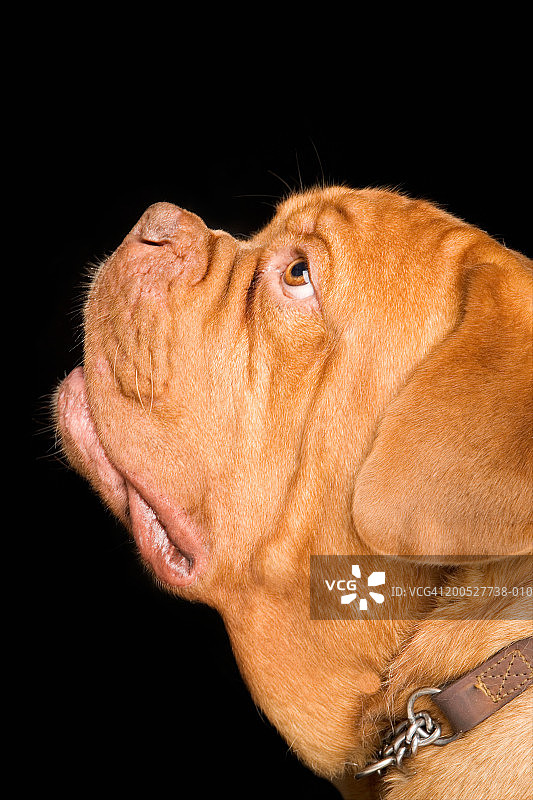 影棚特写：波尔多獒犬侧面照图片素材