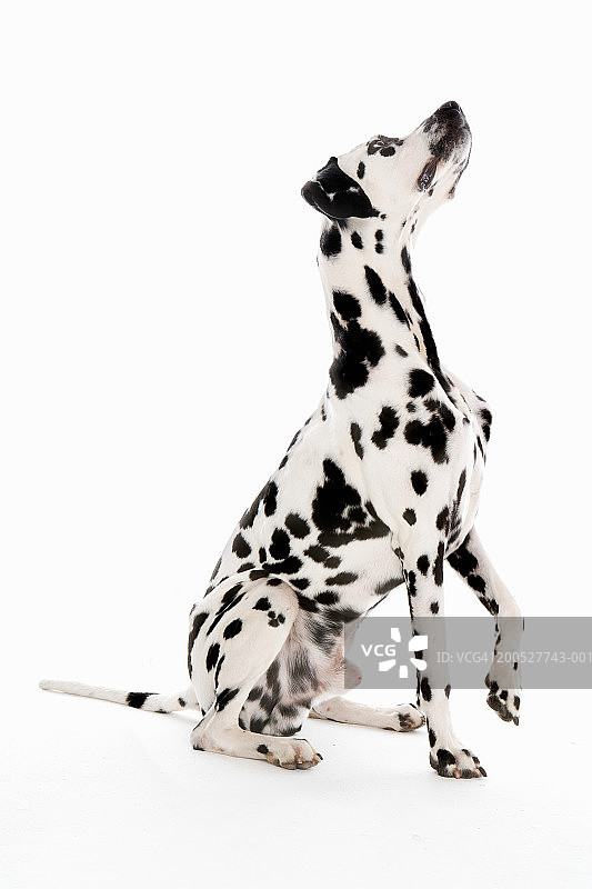 演播室里黑白斑点狗的乞求姿势图片素材