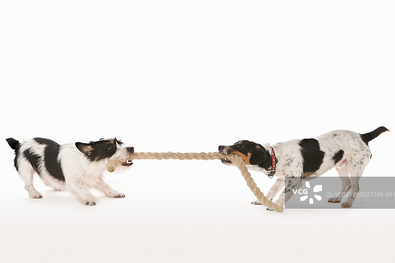 两只杰克罗素梗犬在工作室里拉绳子图片素材
