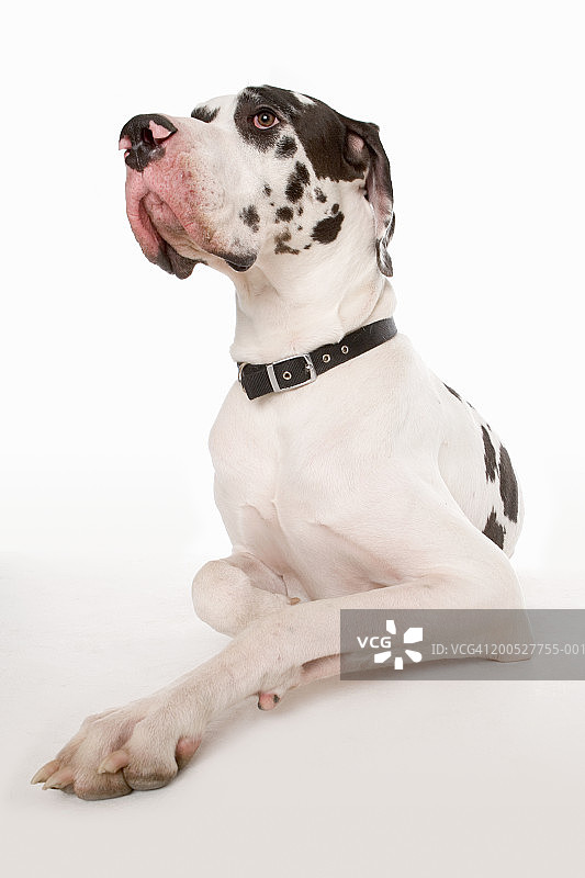 在工作室地板上休息的丑角大丹犬图片素材