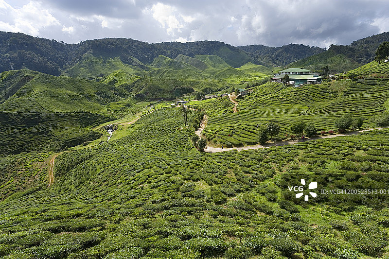 马来西亚彭亨州金马仑高原茶园图片素材