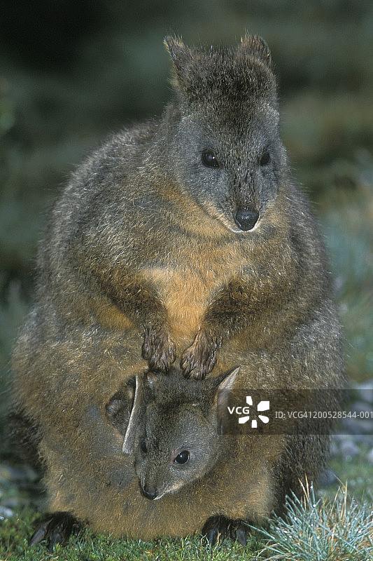 塔斯马尼亚小袋鼠（Thylogale billardierii）与幼崽，特写图片素材