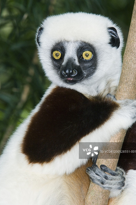 科克雷尔冕狐猴（Propithecus verreauxi coquereli）特写图片素材