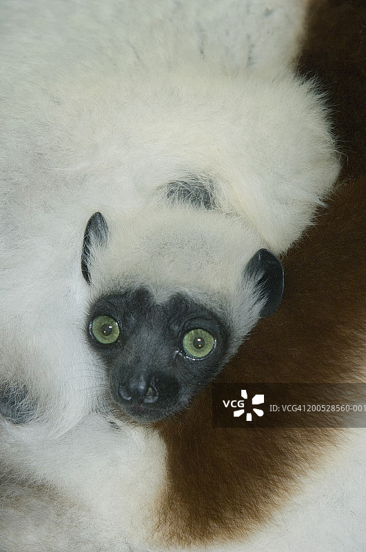 幼年科奎雷尔冕狐猴特写图片素材