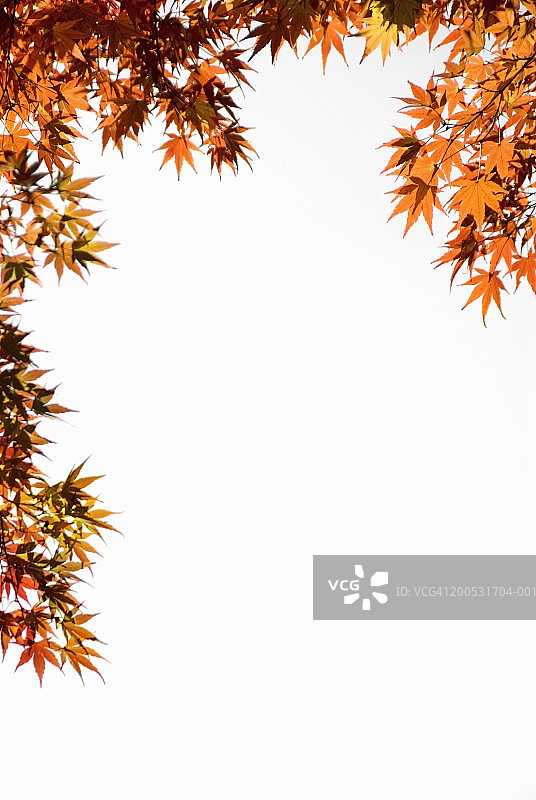 白色背景上的日本枫叶（Acer sp.)图片素材