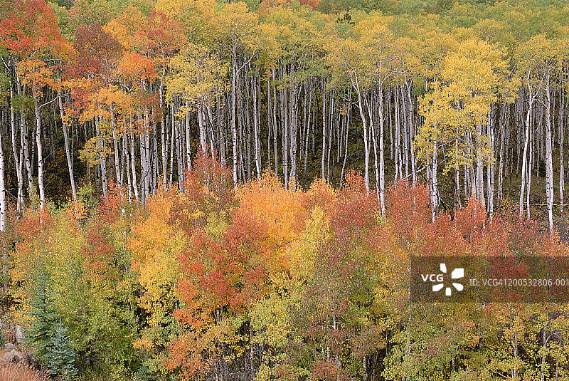 秋天的白杨树图片素材