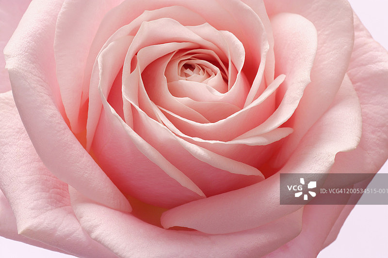 粉色玫瑰细节图片素材