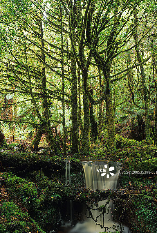 澳大利亚塔斯马尼亚，黄樟树与森林溪流图片素材