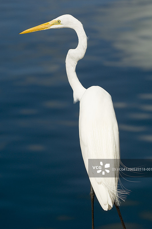 美国佛罗里达群岛大白鹭图片素材
