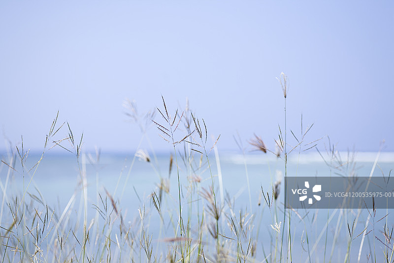 生长在海边的香附子（专注于草）图片素材