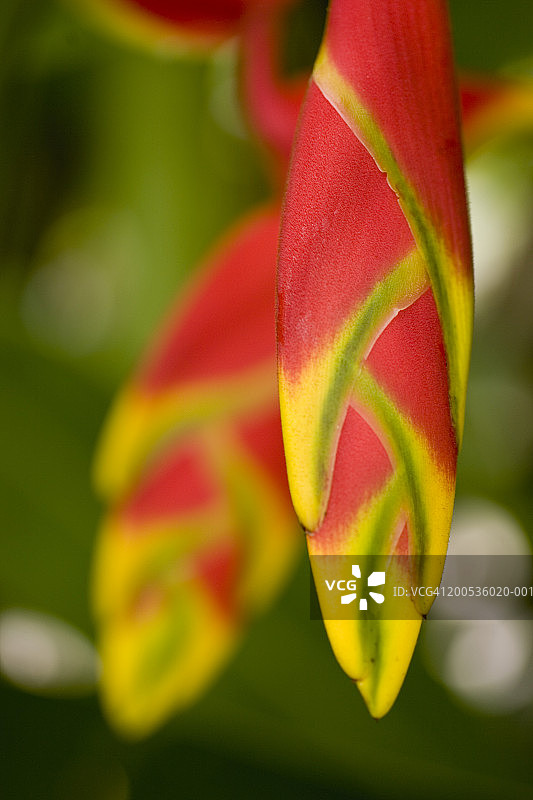 龙虾爪赫蕉特写图片素材