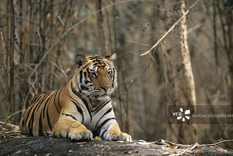 在岩石上休息的孟加拉虎（Panthera tigris tigris）图片素材
