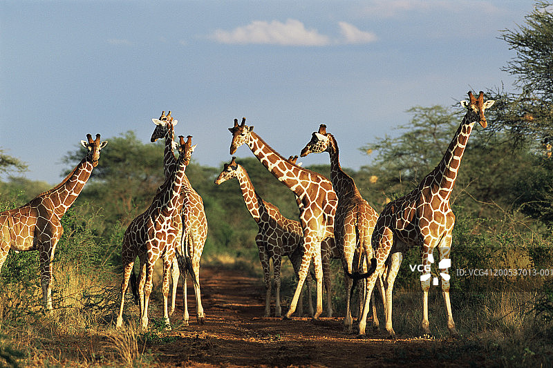 土路上的网纹长颈鹿图片素材