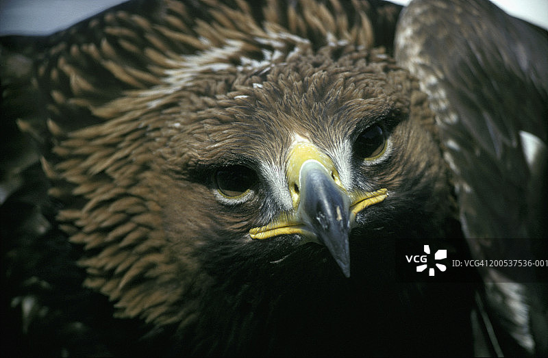 金雕（Aquila chrysaetos）头部特写图片素材