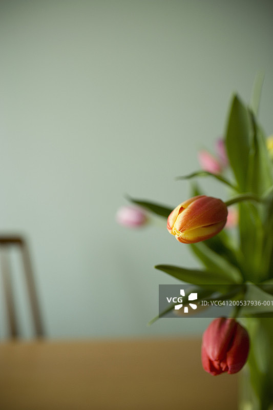 桌上的郁金香花束（焦点在郁金香上）图片素材