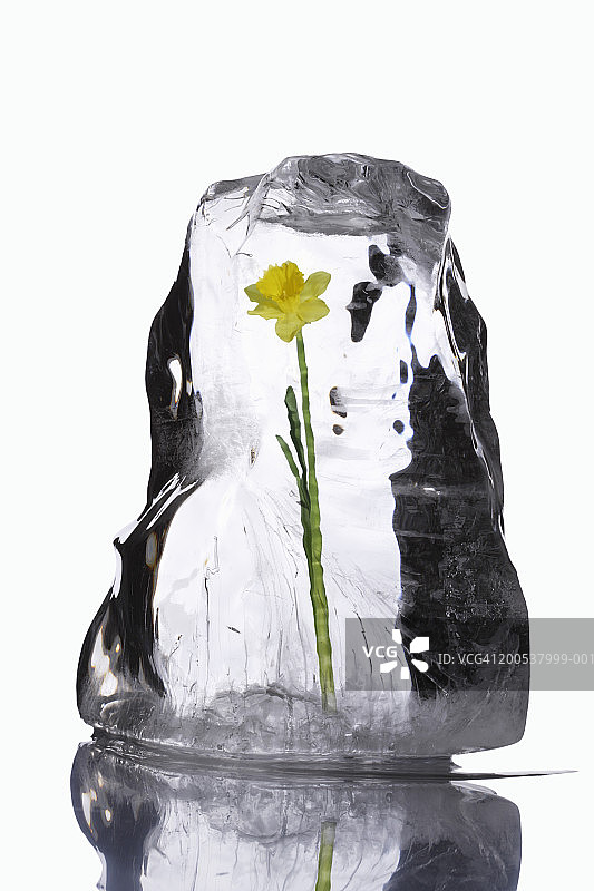 冰块中的花朵图片素材