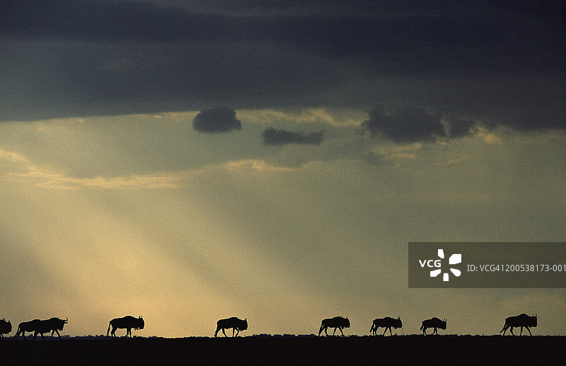 肯尼亚马赛马拉国家保护区角马迁徙黄昏景色图片素材