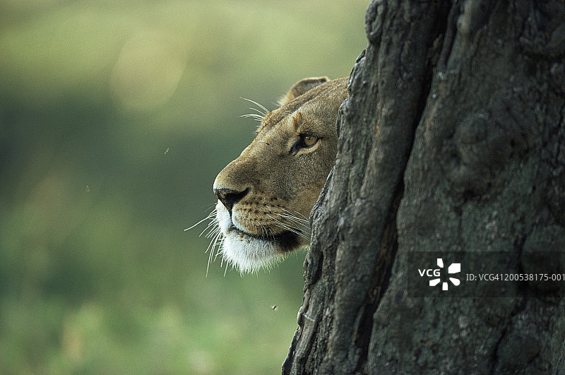 肯尼亚马赛马拉国家保护区树后母狮特写图片素材