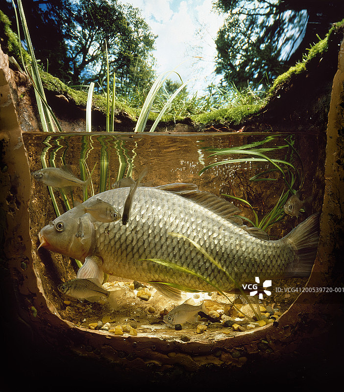 小池塘里的鱼（侧面）图片素材