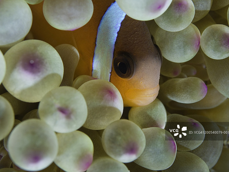 番茄海葵鱼（Amphiprion frenatus），特写水下视角图片素材